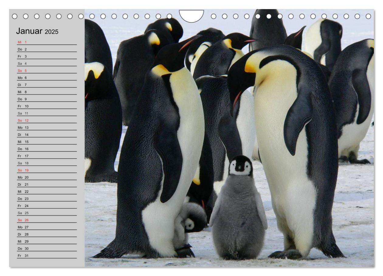 Bild: 9783435550708 | Pinguine - Watscheln im festlichen Kleid (Wandkalender 2025 DIN A4...