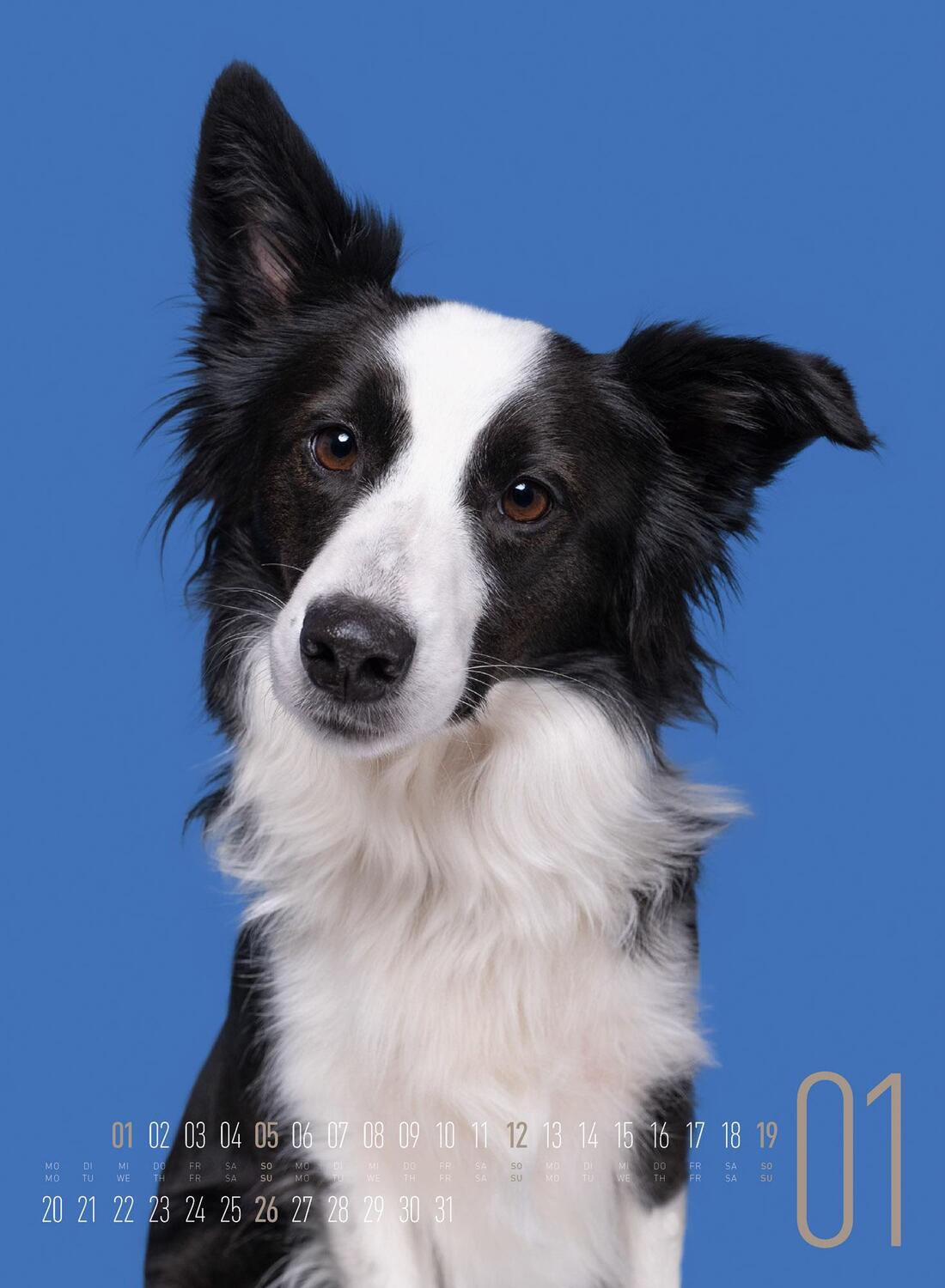 Bild: 9783838425870 | Frei Schnauze - Kalender 2025 | Elke Vogelsang (u. a.) | Kalender