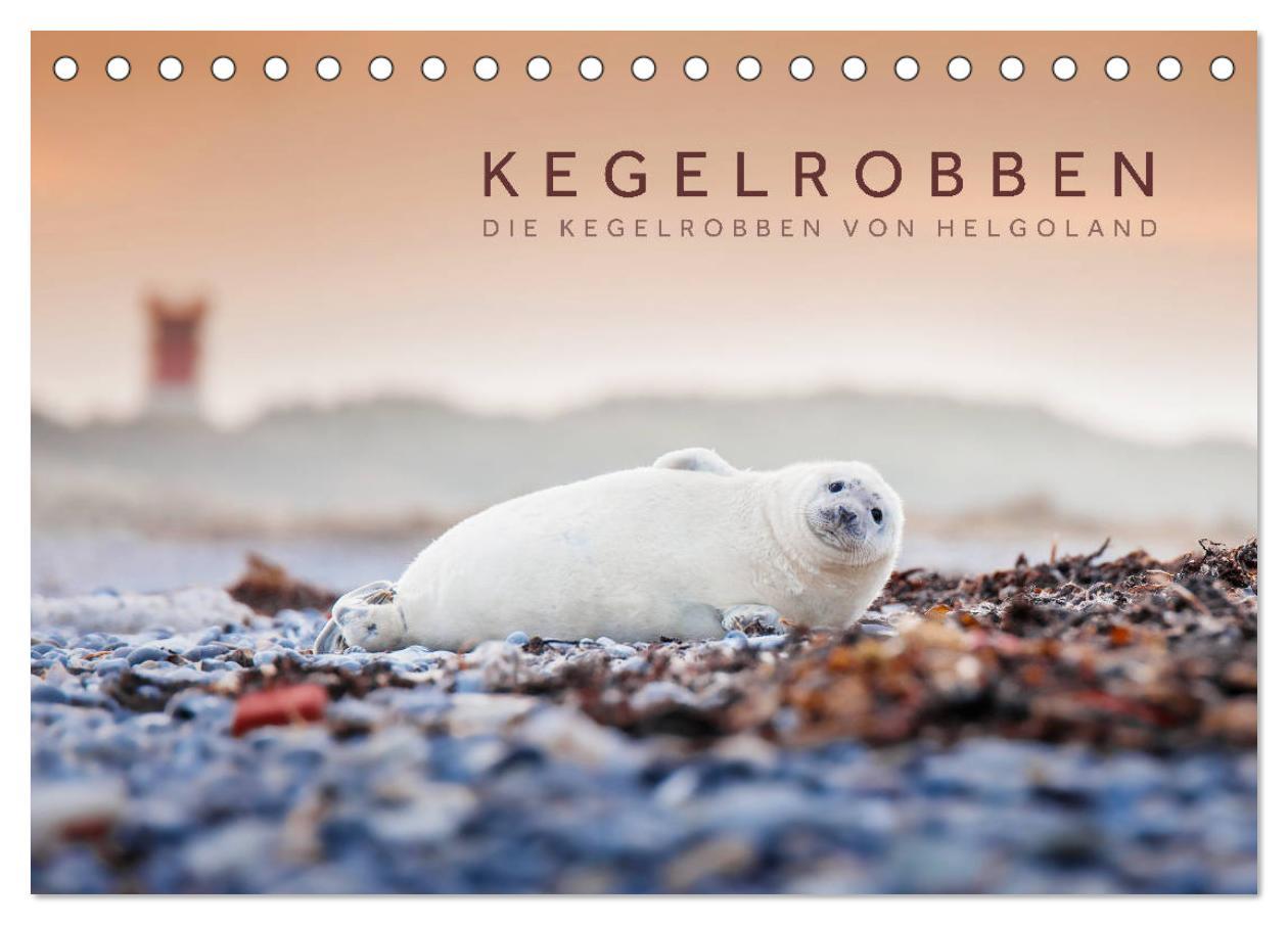 Cover: 9783435250912 | Kegelrobben - Die Kegelrobben von Helgoland (Tischkalender 2025 DIN...