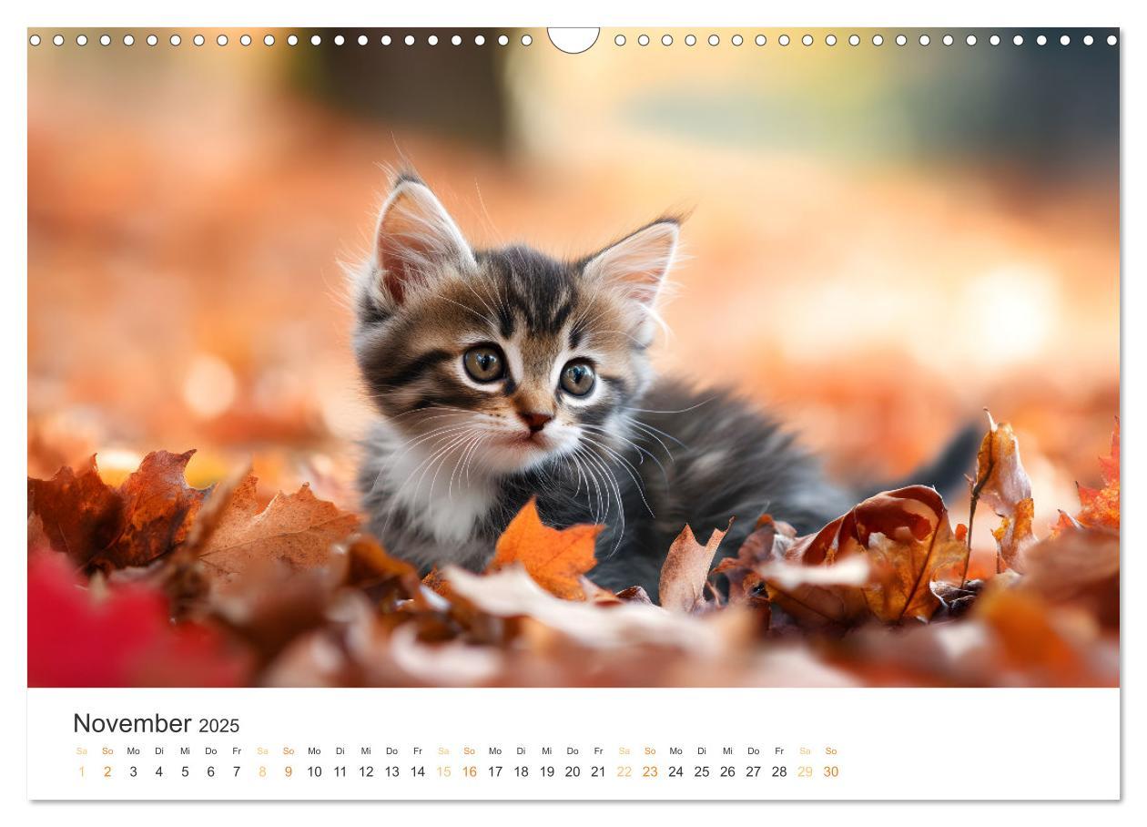 Bild: 9783457207994 | Zauberhafte Katzenbabys (Wandkalender 2025 DIN A3 quer), CALVENDO...