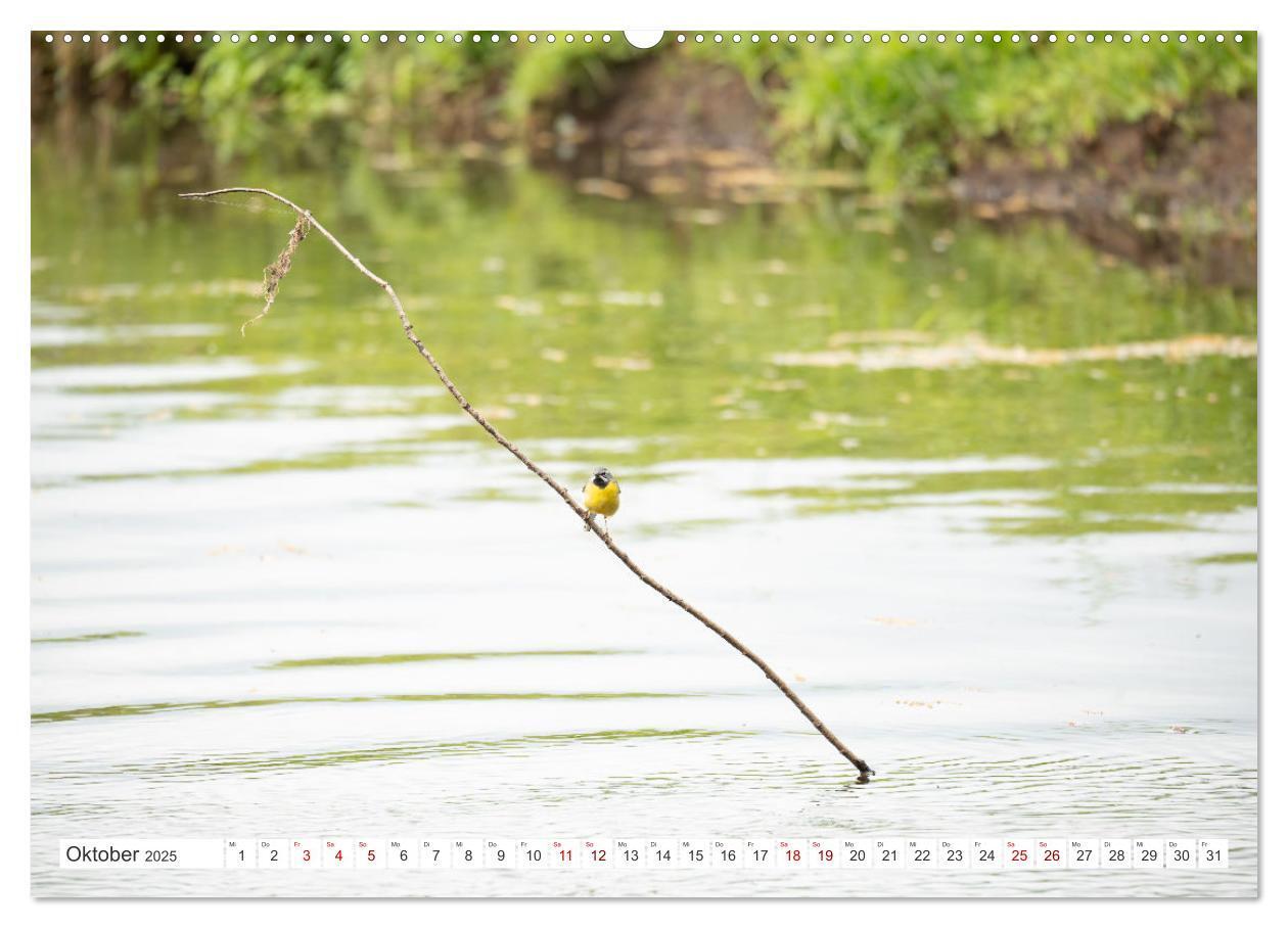 Bild: 9783457209790 | Wildvögel 2025 (Wandkalender 2025 DIN A2 quer), CALVENDO...