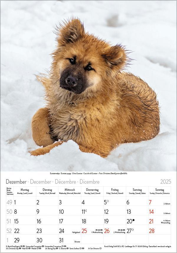 Bild: 9783731876175 | Hunde 2025 | Wandkalender mit Fotos von Hunden. Format 23,5 x 33,5 cm.