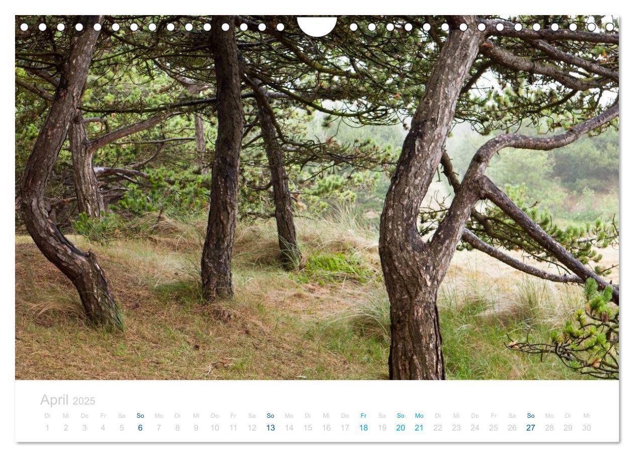 Bild: 9783435817139 | Ameland (Wandkalender 2025 DIN A4 quer), CALVENDO Monatskalender