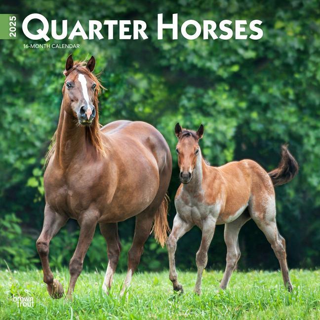 Cover: 9781975477608 | Quarter Horses 2025 12 X 24 Inch Monthly Square Wall Calendar...