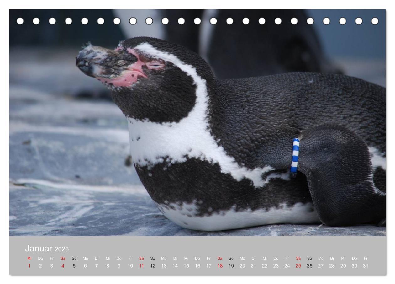 Bild: 9783435789092 | Pinguine 2025 (Tischkalender 2025 DIN A5 quer), CALVENDO...