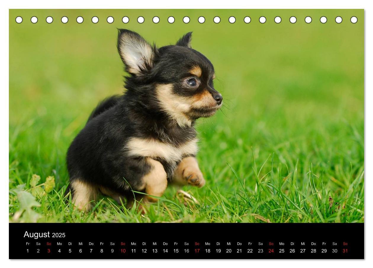 Bild: 9783435766000 | Chihuahua - Kleine Hunde ganz groß (Tischkalender 2025 DIN A5...