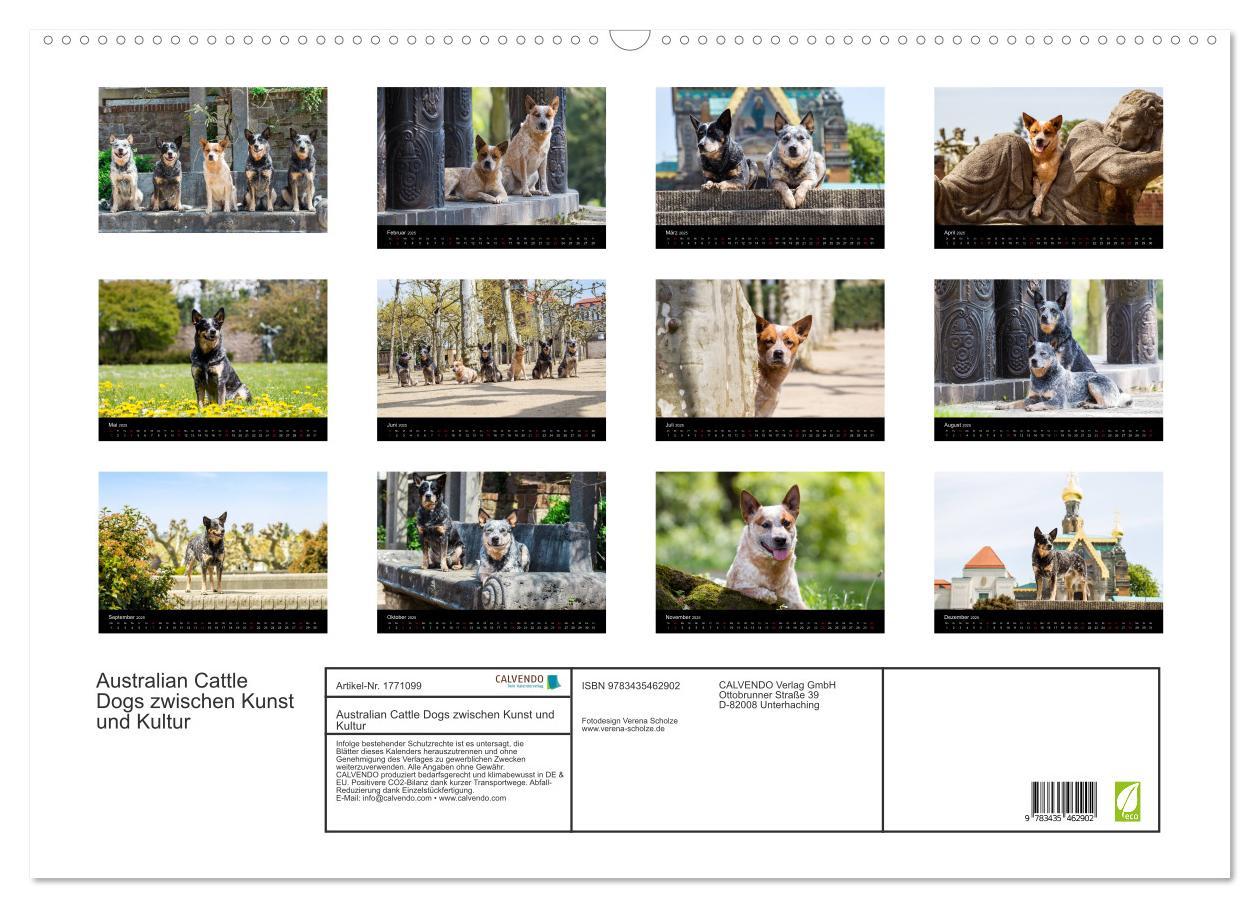 Bild: 9783435462902 | Australian Cattle Dogs zwischen Kunst und Kultur (Wandkalender 2025...