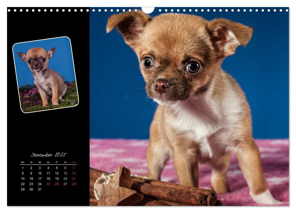 Bild: 9783435835294 | Chihuahua Welpen und Freunde (Wandkalender 2025 DIN A3 quer),...