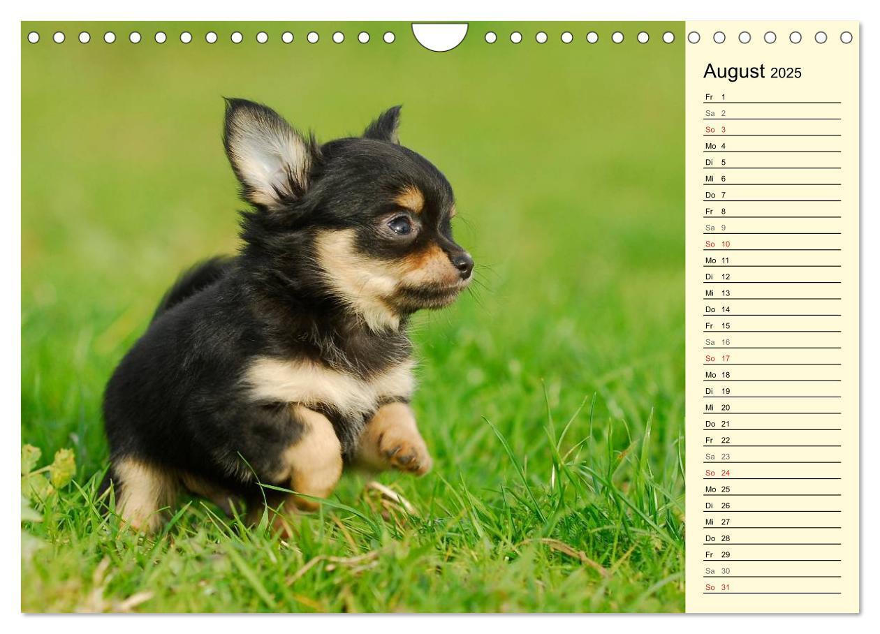 Bild: 9783435541546 | Chihuahua - Kleine Hunde ganz groß (Wandkalender 2025 DIN A4 quer),...