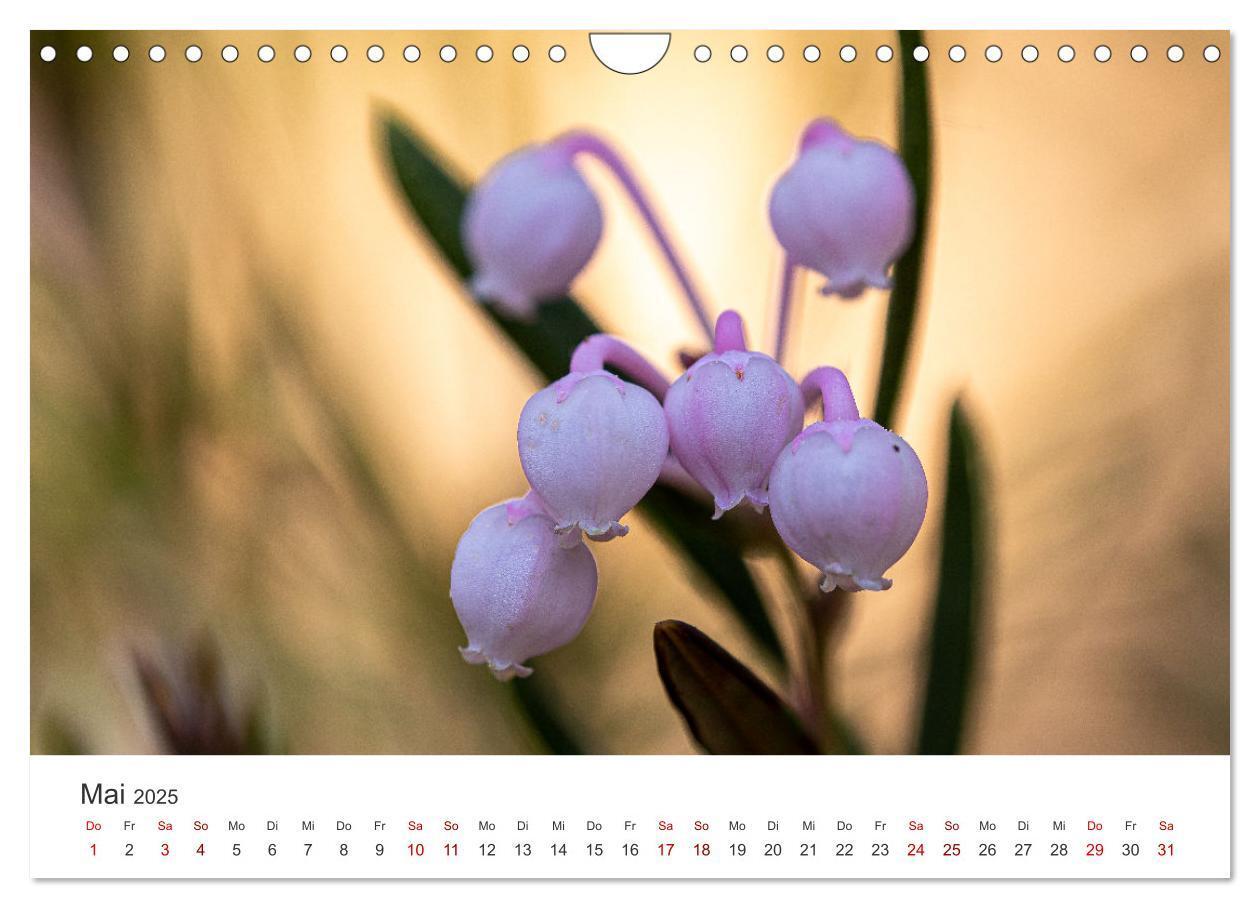 Bild: 9783383812101 | Naturjuwel Haspelmoor (Wandkalender 2025 DIN A4 quer), CALVENDO...