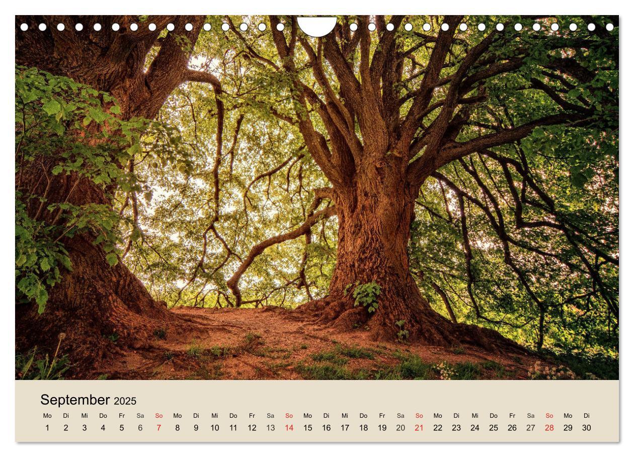 Bild: 9783435318612 | Der Wald. Durch zauberhafte Waldlandschaften (Wandkalender 2025 DIN...