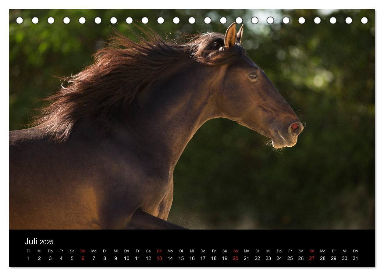 Bild: 9783435636907 | Spaniens stolze Pferde (Tischkalender 2025 DIN A5 quer), CALVENDO...