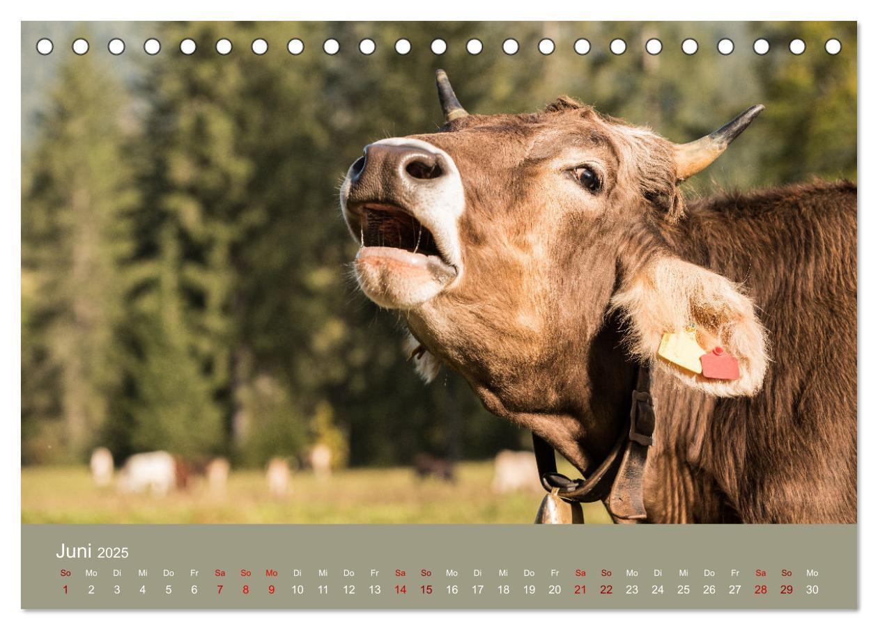 Bild: 9783383832192 | Allgäuer Rindvieh 2025 (Tischkalender 2025 DIN A5 quer), CALVENDO...