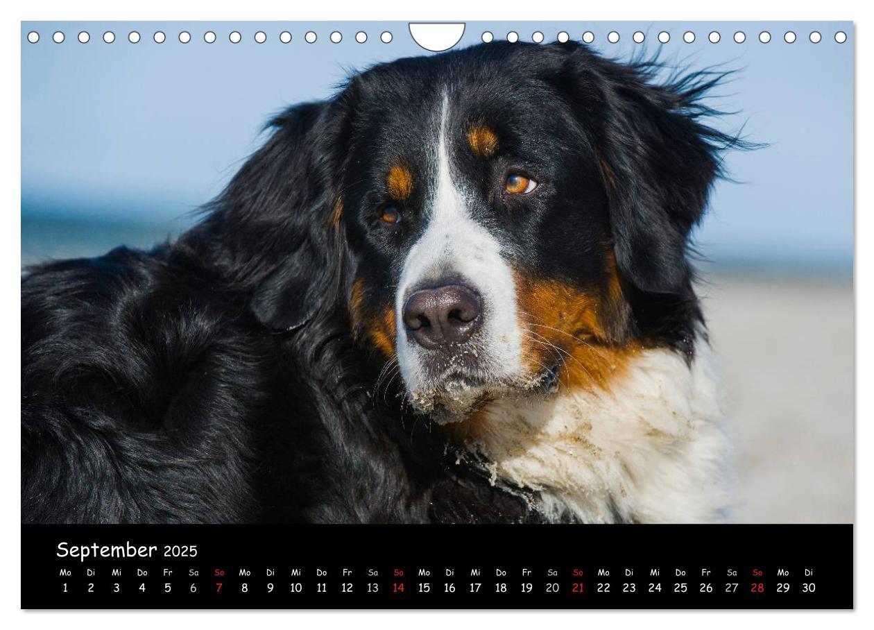 Bild: 9783435770861 | Berner Sennenhund 2025 (Wandkalender 2025 DIN A4 quer), CALVENDO...