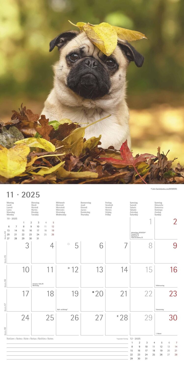 Bild: 4251732340810 | Funny Dogs 2025 - Broschürenkalender 30x30 cm (30x60 geöffnet) -...