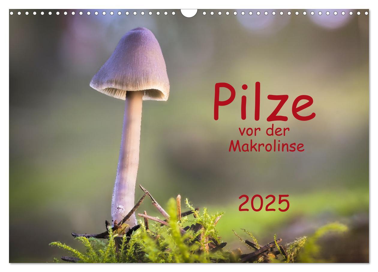 Cover: 9783383918704 | Pilze vor der Makrolinse 2025 (Wandkalender 2025 DIN A3 quer),...