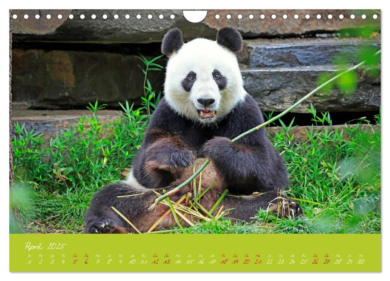 Bild: 9783435179428 | Der Große Panda Ein kuscheliger Geselle (Wandkalender 2025 DIN A4...