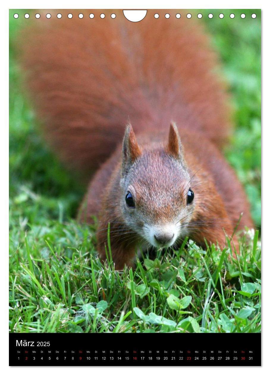 Bild: 9783457081419 | Eichhörnchen (Wandkalender 2025 DIN A4 hoch), CALVENDO Monatskalender