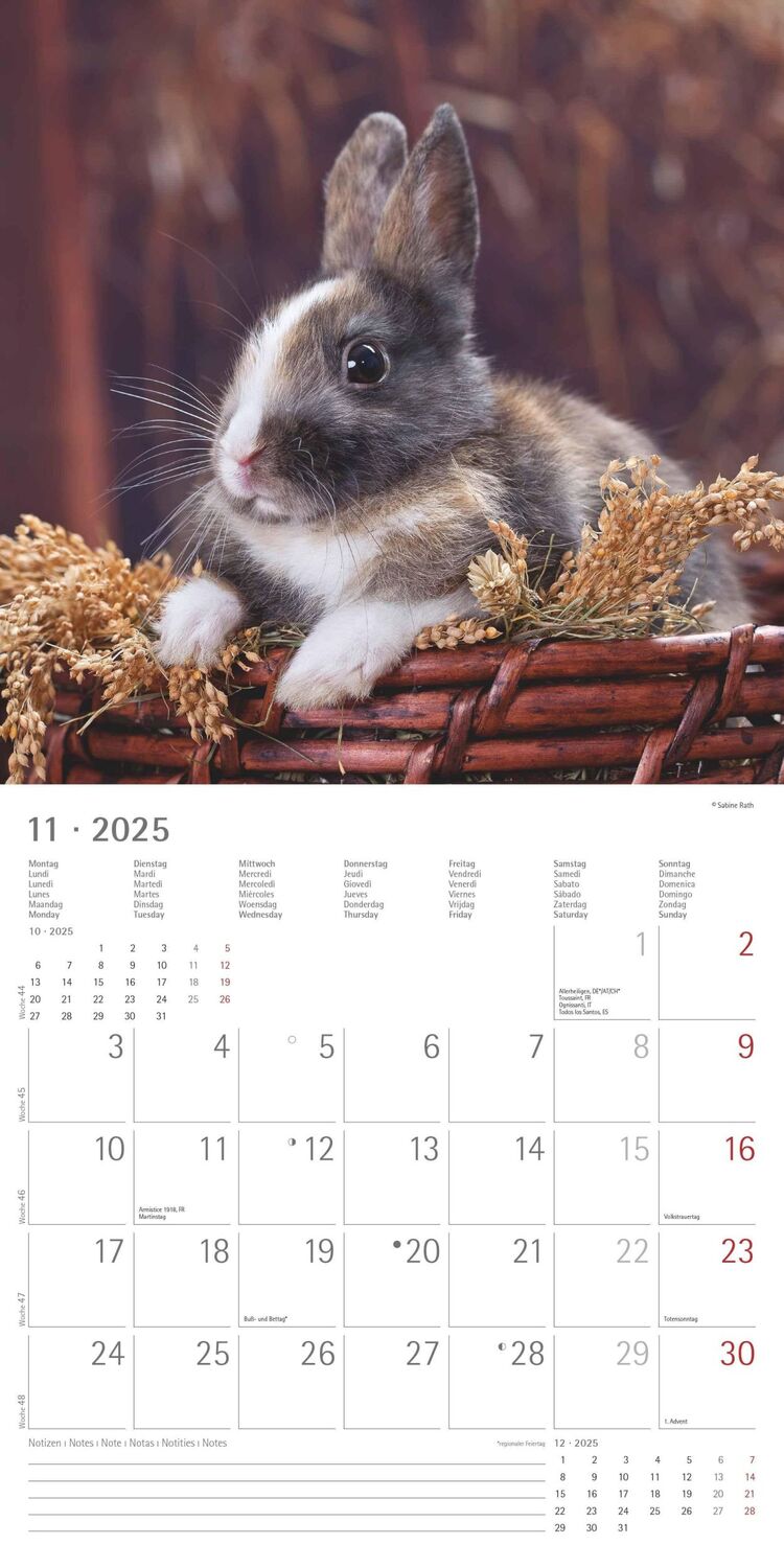 Bild: 4251732340766 | Kaninchen 2025 - Broschürenkalender 30x30 cm (30x60 geöffnet) -...