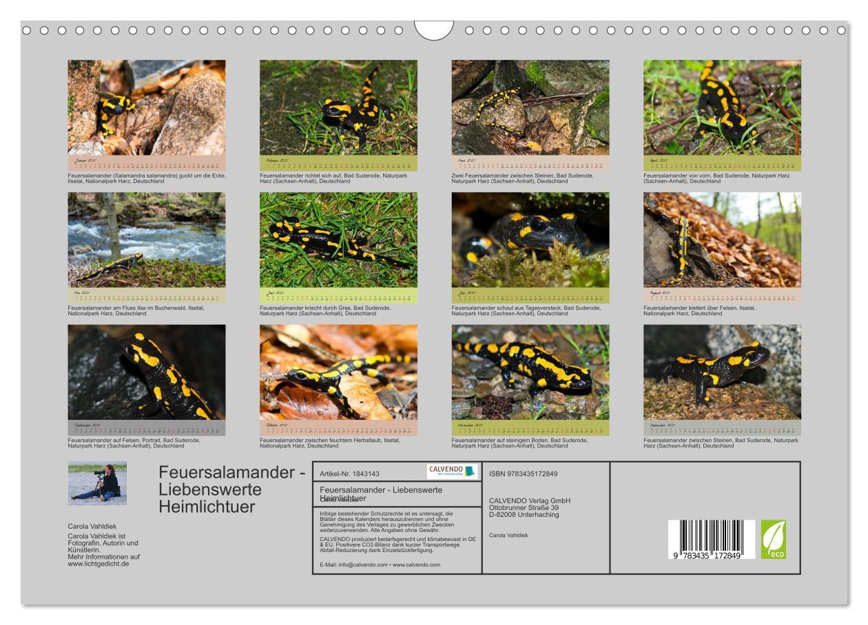 Bild: 9783435172849 | Feuersalamander - Liebenswerte Heimlichtuer (Wandkalender 2025 DIN...