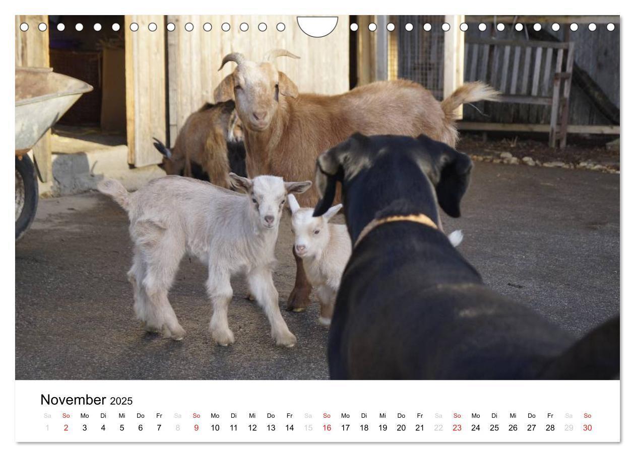 Bild: 9783435663682 | Bauernhoftiere (Wandkalender 2025 DIN A4 quer), CALVENDO...