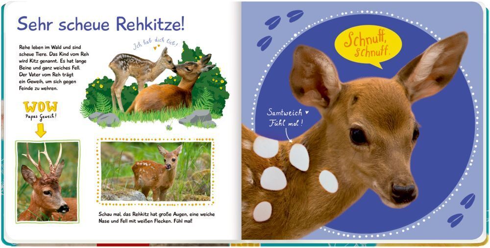 Bild: 9783649638636 | Fühl mal hier, kennst du das Tier? So viele Tierkinder | Buch | 10 S.