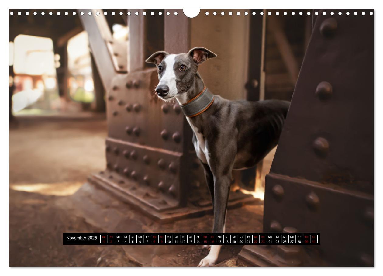 Bild: 9783435040605 | Das erste Whippet-Jahr (Wandkalender 2025 DIN A3 quer), CALVENDO...