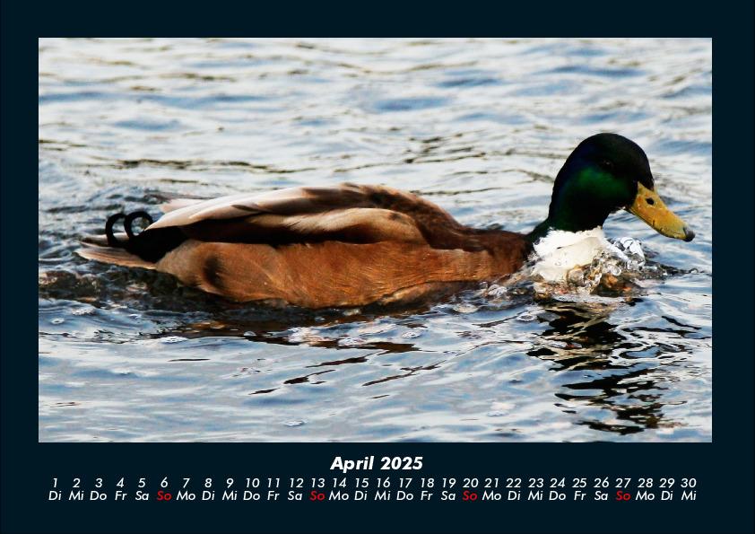 Bild: 9783755990550 | Enten 2025 Fotokalender DIN A4 | Tobias Becker | Kalender | Kalender