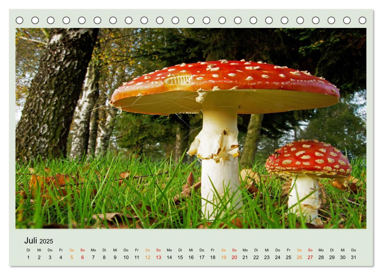 Bild: 9783383921834 | Im Fliegenpilz Rausch (Tischkalender 2025 DIN A5 quer), CALVENDO...