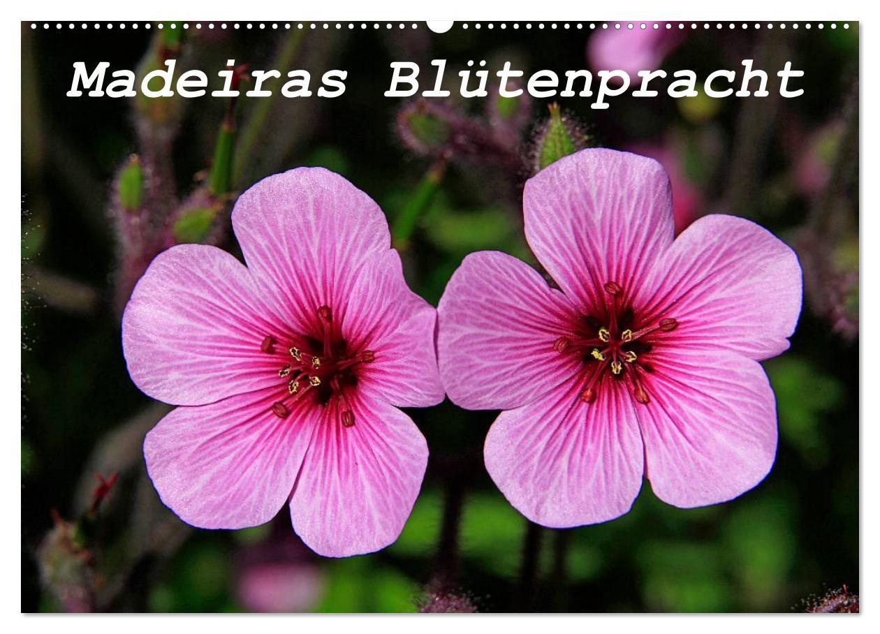 Cover: 9783435679553 | Madeiras Blütenpracht (Wandkalender 2025 DIN A2 quer), CALVENDO...