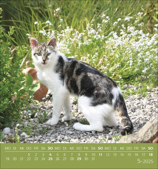 Bild: 9783731876724 | Schmusekatzen 2025 | aufstellbarer Postkartenkalender | Korsch Verlag