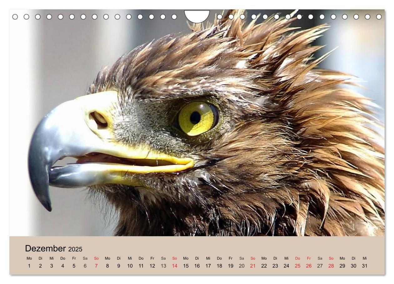 Bild: 9783435515493 | Der Steinadler. Majestätischer Greifvogel (Wandkalender 2025 DIN A4...