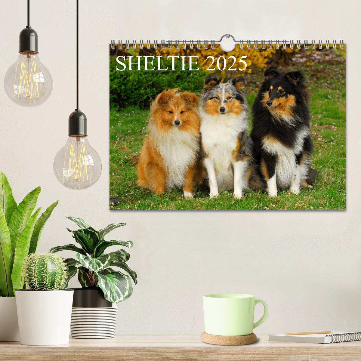 Bild: 9783435768646 | Sheltie 2025 (Wandkalender 2025 DIN A4 quer), CALVENDO Monatskalender