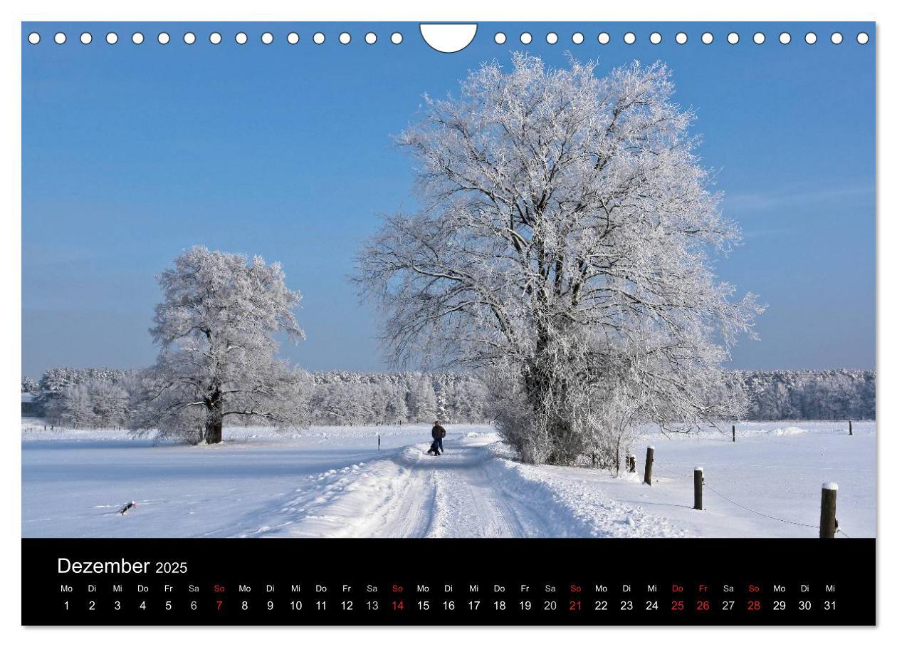 Bild: 9783435812363 | Baum-Variationen (Wandkalender 2025 DIN A4 quer), CALVENDO...