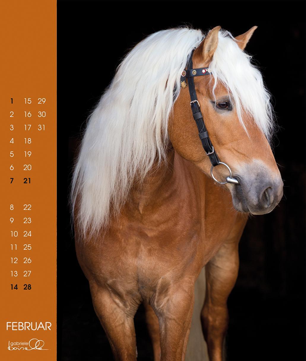 Bild: 9783964120762 | Haflinger 2025 | Haflinger Pferde | Gabriele Boiselle | Kalender