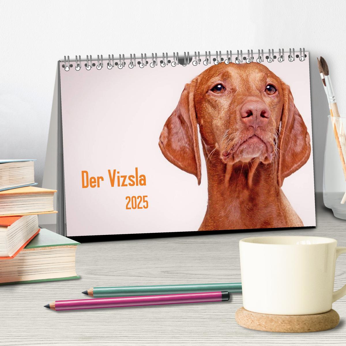 Bild: 9783435501885 | Der Vizsla 2025 (Tischkalender 2025 DIN A5 quer), CALVENDO...