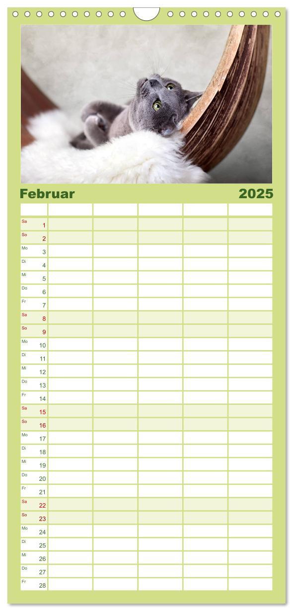 Bild: 9783457111178 | Familienplaner 2025 - Katzen mit 5 Spalten (Wandkalender, 21 x 45...