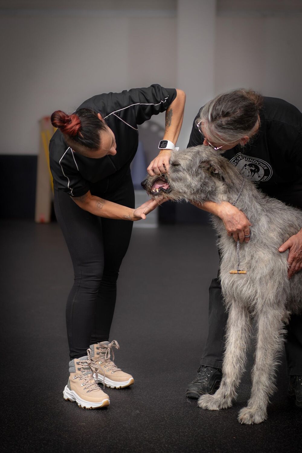 Bild: 9783275023103 | Hunde richtig ausstellen | Nicole Röder (u. a.) | Taschenbuch | 96 S.