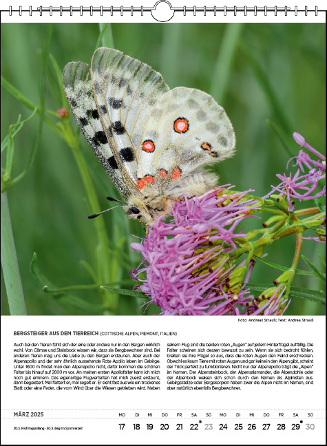 Bild: 9783861924203 | Blodigs Alpenkalender 2025 | Das Original seit 1925 - 100. AUSGABE