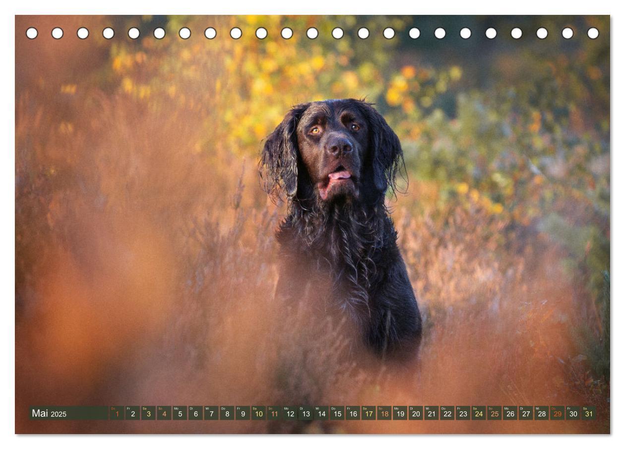 Bild: 9783383839528 | Jagdhund im Portrait - Deutsch Langhaar (Tischkalender 2025 DIN A5...