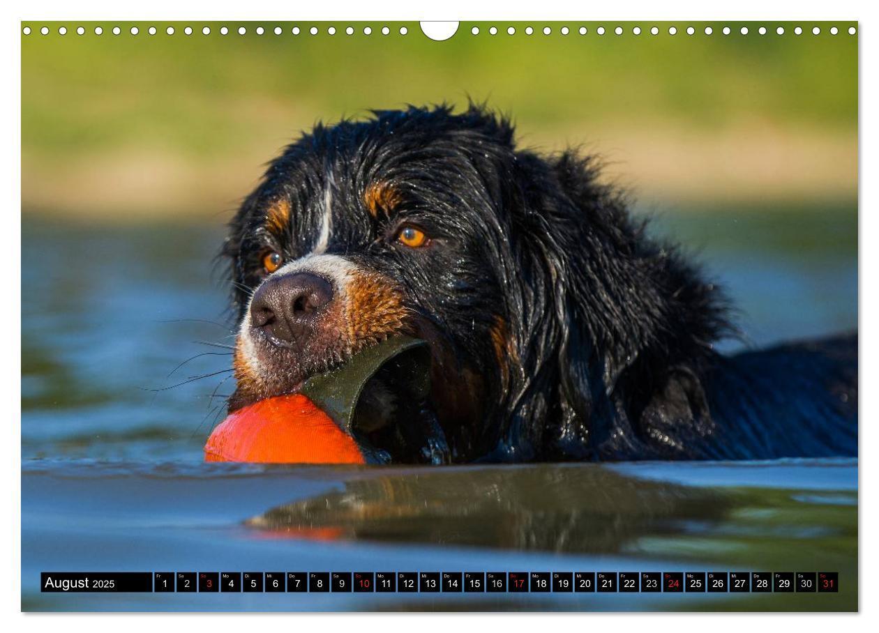 Bild: 9783435578689 | Berner Sennenhunde in Action (Wandkalender 2025 DIN A3 quer),...