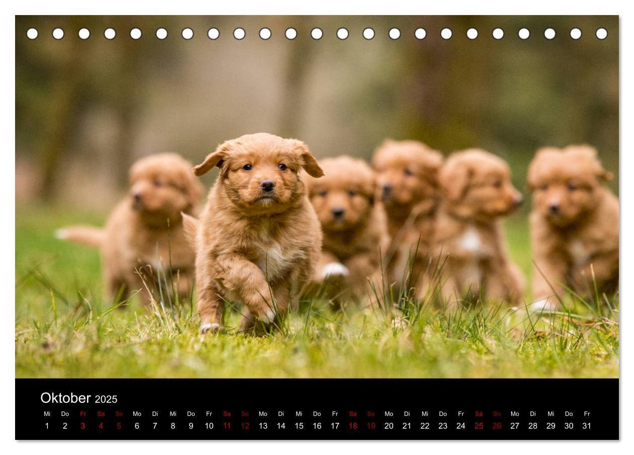 Bild: 9783435383771 | Toller - Nova Scotia Duck Tolling Retriever (Tischkalender 2025 DIN...