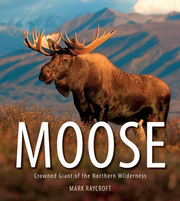 Cover: 9781770859661 | Moose: Crowned Giant of the Northern Wilderness | Mark Raycroft | Buch