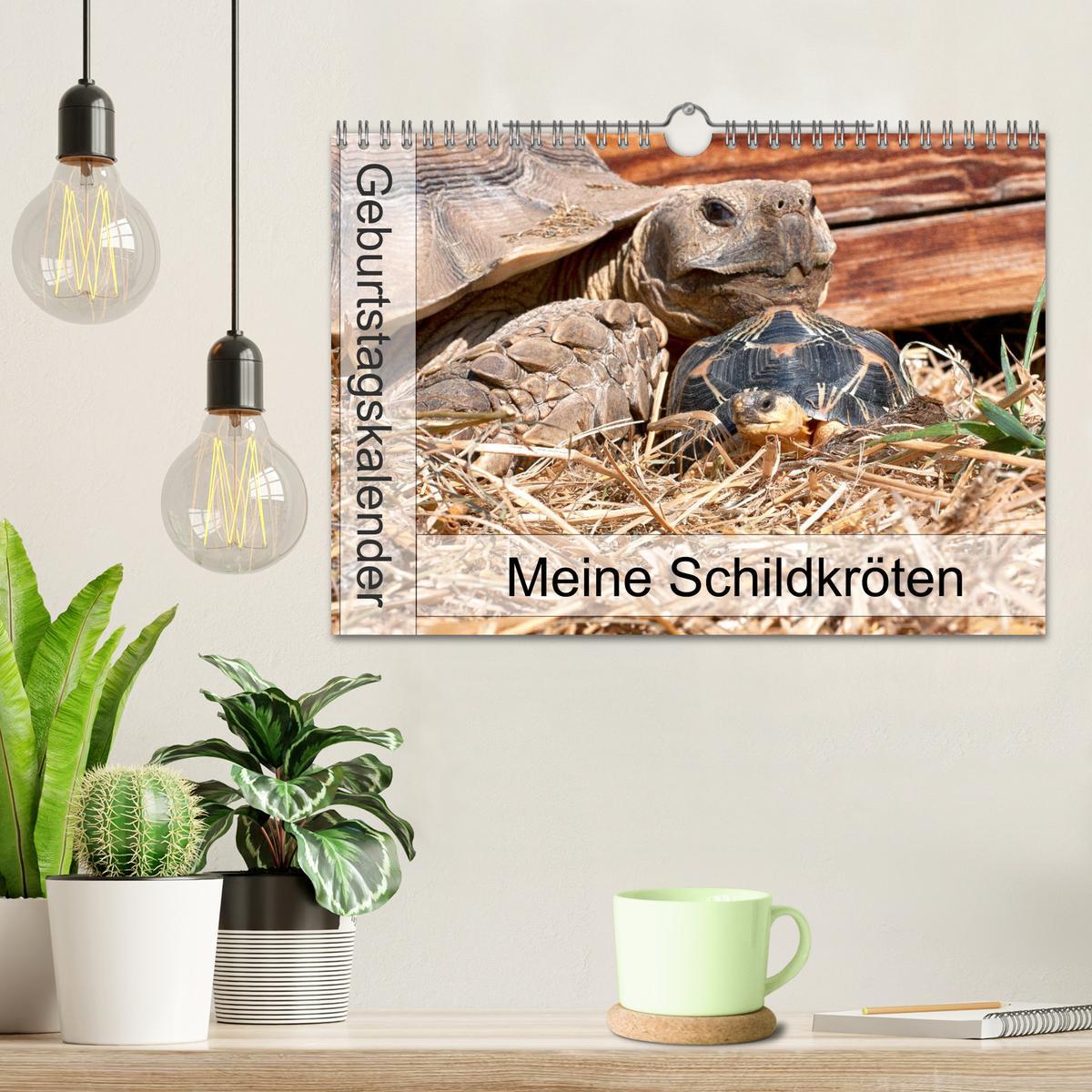 Bild: 9783435131983 | Meine Schildkröten - Geburtstagskalender (Wandkalender 2025 DIN A4...