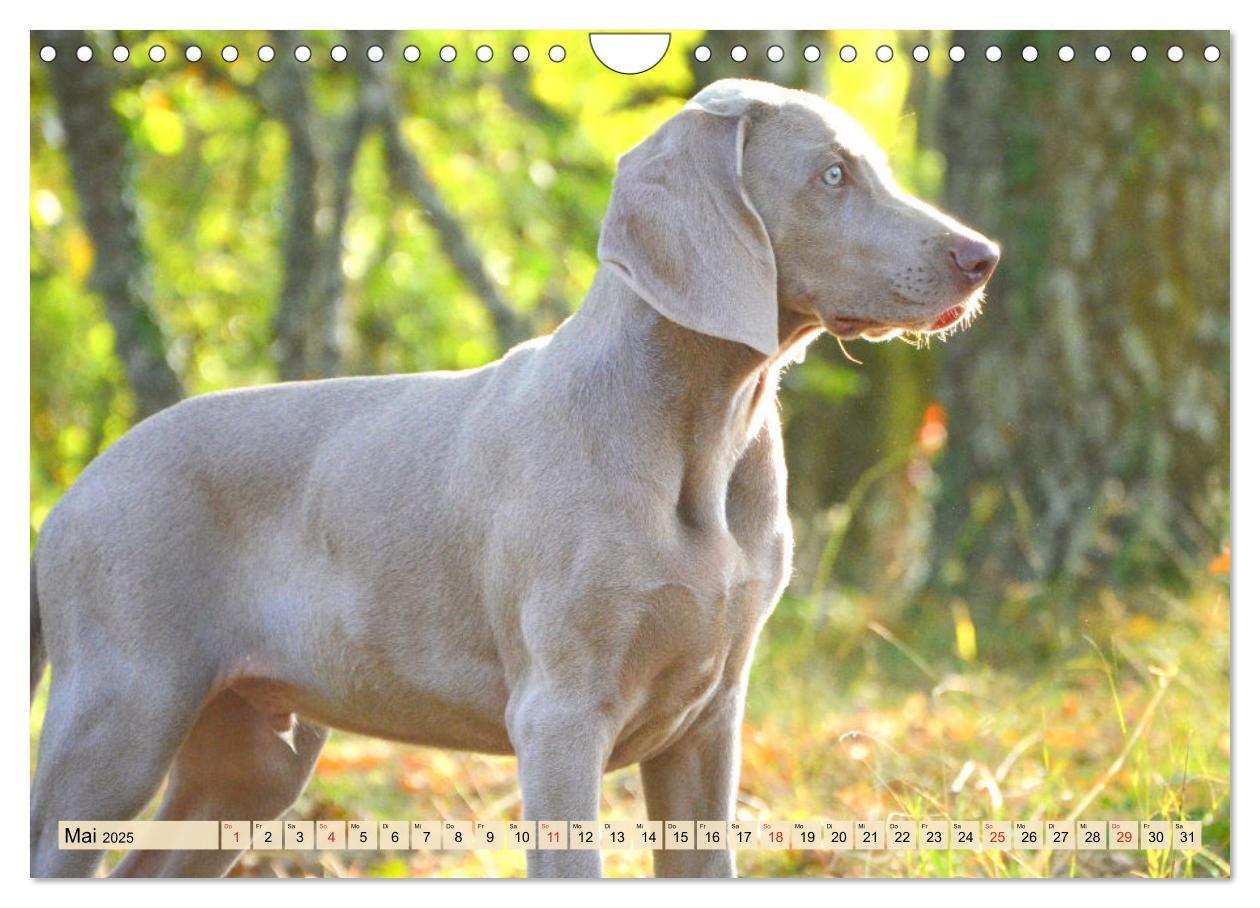 Bild: 9783435050611 | Weimaraner. Edel, elegant und klug (Wandkalender 2025 DIN A4 quer),...