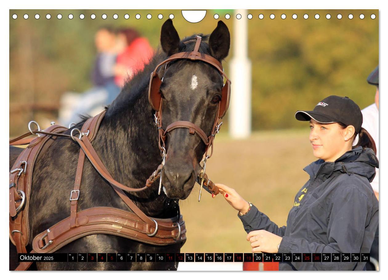 Bild: 9783435395590 | Schwere Warmblüter 2025 (Wandkalender 2025 DIN A4 quer), CALVENDO...