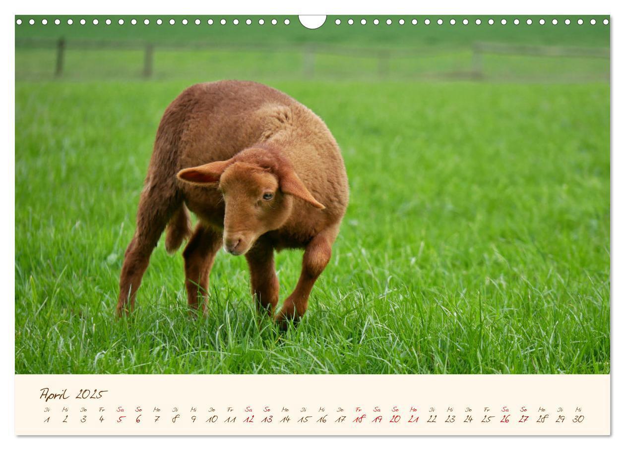 Bild: 9783435172832 | Coburger Fuchsschaf (Wandkalender 2025 DIN A3 quer), CALVENDO...