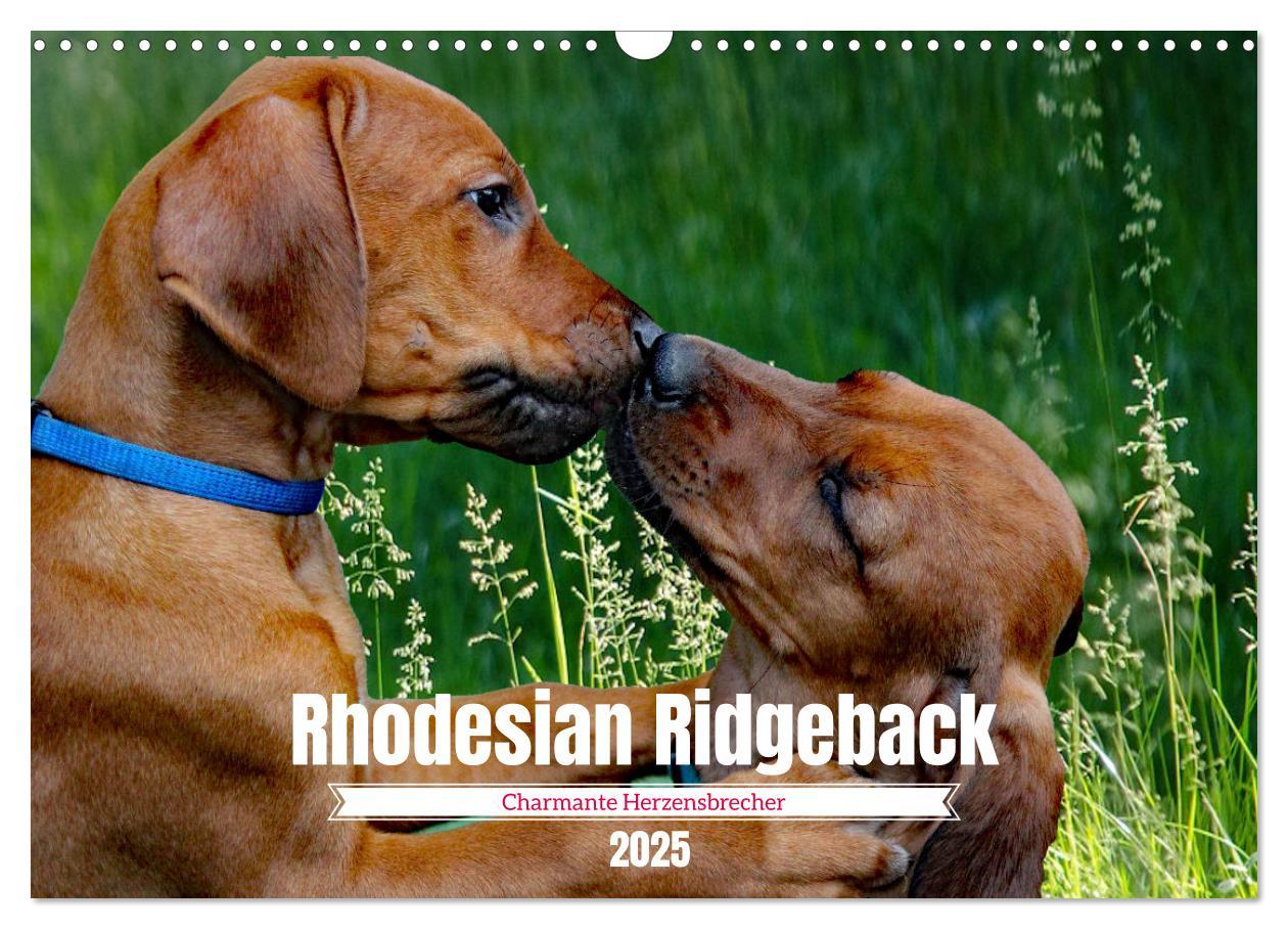 Cover: 9783383939457 | Rhodesian Ridgeback, Charmante Herzensbrecher (Wandkalender 2025...