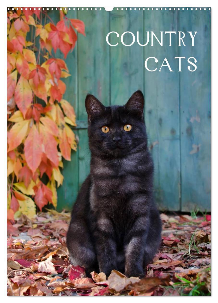 Cover: 9783457085950 | COUNTRY CATS (Wandkalender 2025 DIN A2 hoch), CALVENDO Monatskalender