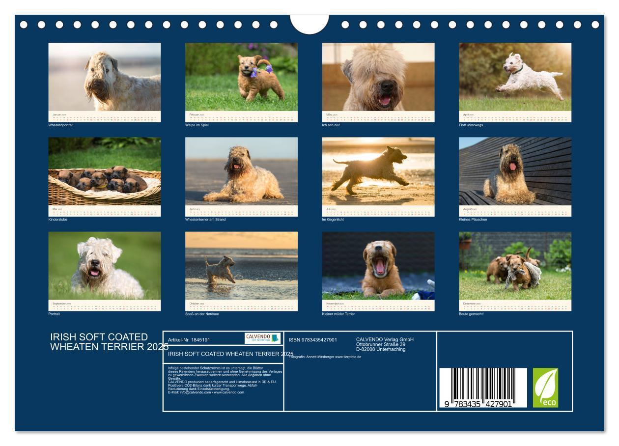 Bild: 9783435427901 | IRISH SOFT COATED WHEATEN TERRIER 2025 (Wandkalender 2025 DIN A4...